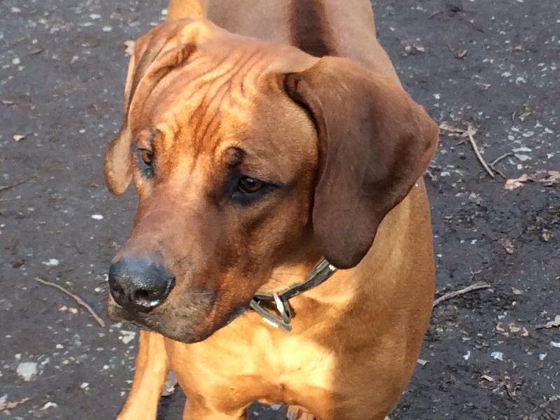 Tambo"unser" Wachhund